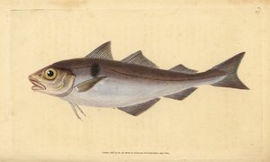Kolja, Melanogrammus aeglefinus (Gadus aeglefinus). Sårbar. Handfärgad kopparplåt ritad och graverad av Edward Donovan från hans Natural History of British Fishes, Donovan och F.C. och J. Rivington, London av Edward Donovan