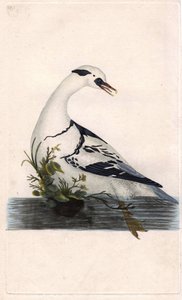 Harle pantsätter. Mergus albellus. Kopparstick av Edward Donovan (1768-1837), publicerad i Natural History of British Birds, London av Edward Donovan