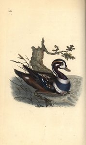 Harlekinanka, Histrionicus histrionicus. Handfärgad kopparplåt ritad och graverad av Edward Donovan från hans egen "Natural History of British Birds", London av Edward Donovan