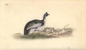 Hjälmpärlhöns, Numida meleagris. Handfärgad kopparplåt ritad och graverad av Edward Donovan från hans egen "Natural History of British Birds", London av Edward Donovan