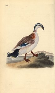 Kroknäbb gräsand, Anas platyrhynchos. Handfärgad kopparplåt ritad och graverad av Edward Donovan från hans egen "Natural History of British Birds", London av Edward Donovan