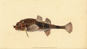 Kroknos, Agonus cataphractus (Pogge eller armerad tjurhuvud, Cottus cataphractus). Handkolorerat kopparstick tecknat och graverat av Edward Donovan från hans Natural History of British Fishes, Donovan and F.C. and J. Rivington, London. av Edward Donovan