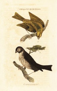 Japansk gul bunting, Emberiza sulphurata och majsspurv, Emberiza calandra av Edward Donovan