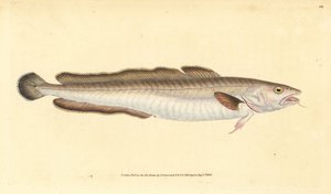 Långfisk, Molva molva (Gadus molva). Handfärgad kopparplåt ritad och graverad av Edward Donovan från hans Natural History of British Fishes, Donovan och F.C. och J. Rivington, London
