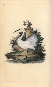 Lilla hägrar, Egreta garzetta. Handfärgad kopparplåt ritad och graverad av Edward Donovan från hans egen "Natural History of British Birds", London av Edward Donovan