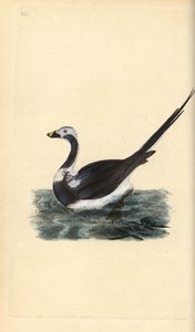Långstjärtad anka, Clangula hyemalis. Sårbar. Handfärgad kopparplåt ritad och graverad av Edward Donovan från hans egen "Natural History of British Birds", London av Edward Donovan