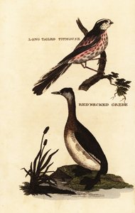 Långsvansmes eller långstjärtmes, Aegithalos caudatus och rödhalsad dopping, Podiceps grisegena av Edward Donovan