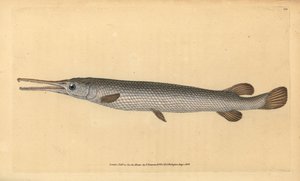 Långnosgar, Lepisosteus osseus (Osseus gar fisk, Esox osseus). Handfärgad kopparplåt ritad och graverad av Edward Donovan från hans Natural History of British Fishes, Donovan och F.C. och J. Rivington, London av Edward Donovan