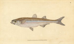 Medelhavssandsmälta eller europeisk atherin, Atherina hepsetus. Handkolorerat kopparstick tecknat och graverat av Edward Donovan från hans Natural History of British Fishes, Donovan and F.C. and J. Rivington, London. av Edward Donovan