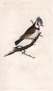 Krönmes. Lopophanes cristatus cristatus (Parus cristatus). Kopparstick av Edward Donovan (1768-1837), publicerad i Natural History of British Birds, London av Edward Donovan