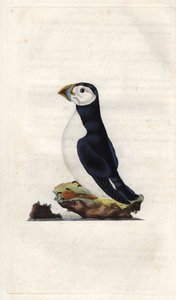 Munk skärvatten. Fratercula arctica (Alca arctica). Kopparstick av Edward Donovan (1768-1837), publicerad i Natural History of British Birds, London av Edward Donovan