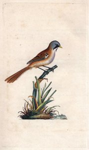 Mustaschpanering (passeriform). Panurus biarmicus (Parus biarmicus). Kopparstick av Edward Donovan (1768-1837), publicerad i Natural History of British Birds, London av Edward Donovan