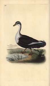 Muscovy anka (variant), Cairina moschata. Handfärgad kopparplåt ritad och graverad av Edward Donovan från hans egen "Natural History of British Birds", London av Edward Donovan