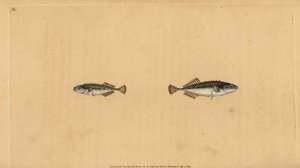 Ninepine stickleback, Pungitius pungitius (Linder eller tio-piged stickleback, Gasterosteus pungitius). Handfärgad kopparplåt ritad och graverad av Edward Donovan från hans Natural History of British Fishes, Donovan och F.C. och J. Rivington, London av Edward Donovan