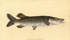 Pike i matu, Esox lucius. Pepa apamemea lanu lima na tusia ma vaneina e Edward Donovan mai lana Talafaasolopito Faanatura o British Fishes, Donovan ma F.C. ma J. Rivington, Londonswed