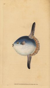 Havssolfisk, Mola mola. Sårbar. (Solfisk, Tetrodon mola). Handfärgad kopparplåt ritad och graverad av Edward Donovan från hans Natural History of British Fishes, Donovan och F.C. och J. Rivington, London