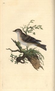 Orphean sångare, Sylvia hydrtensis eller större småsångare. Handfärgad kopparplåt ritad och graverad av Edward Donovan från hans egen "Natural History of British Birds", London av Edward Donovan