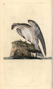 Fiskgjuse, Pandion haliaetus, stående på en fångad fisk. Handfärgad kopparplåt ritad och graverad av Edward Donovan från hans egen "Natural History of British Birds", London av Edward Donovan
