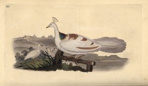 Påfågelfot, Pavo cristatus, hona med ungar. Handfärgad kopparplåt ritad och graverad av Edward Donovan från hans egen "Natural History of British Birds", London av Edward Donovan