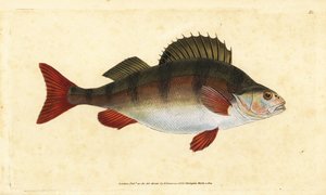 Abborre, Perca fluviatilis. Handfärgad kopparplåt ritad och graverad av Edward Donovan från hans Natural History of British Fishes, Donovan och F.C. och J. Rivington, London av Edward Donovan