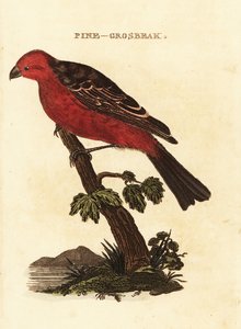 Pine grosbeak, Pinicola enucleator av Edward Donovan