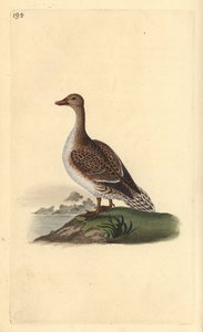 Pintail, Anas acuta, hona. Handfärgad kopparplåt ritad och graverad av Edward Donovan från hans egen "Natural History of British Birds", London av Edward Donovan