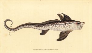 Kaninfisk eller havsmonster, Chimaera monstrosa. Nära hotad. Handfärgad kopparplåt ritad och graverad av Edward Donovan från hans Natural History of British Fishes, Donovan och F.C. och J. Rivington, London av Edward Donovan
