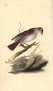 Rödryggad torna (hona), Lanius collurio. Handfärgad kopparplåt ritad och graverad av Edward Donovan från hans egen "Natural History of British Birds", London av Edward Donovan