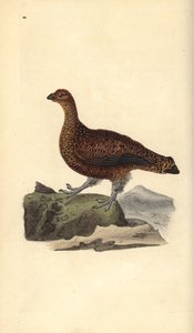 Orre (hona), Lagopus scotica. Handfärgad kopparplåt ritad och graverad av Edward Donovan från hans egen "Natural History of British Birds", London av Edward Donovan