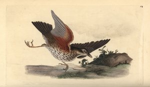 Rödvinge, Turdus iliacus. Handfärgad kopparplåt ritad och graverad av Edward Donovan från hans egen "Natural History of British Birds", London av Edward Donovan