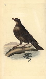 Ringouzel (hona), Turdus torquatus. Handfärgad kopparplåt ritad och graverad av Edward Donovan från hans egen "Natural History of British Birds", London