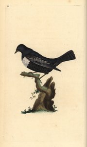 Ringouzel, Turdus torquatus. Handfärgad kopparplåt ritad och graverad av Edward Donovan från hans egen "Natural History of British Birds", London av Edward Donovan