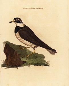 Ringpipare, Charadrius hiaticula av Edward Donovan