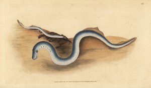 Flodnöga, Lampetra fluviatilis (Lampern eller mindre lamprey, Petromyzon fluviatilis). Handfärgad kopparplåt ritad och graverad av Edward Donovan från hans Natural History of British Fishes, Donovan och F.C. och J. Rivington, London av Edward Donovan