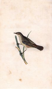Rod phragmite. Acrocephalus schoenobaenus (Motacilla salicaria). Kopparstick av Edward Donovan (1768-1837), publicerad i Natural History of British Birds, London av Edward Donovan