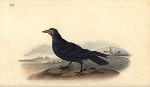 Rook, Corvus frugilegus. Handfärgad kopparplåt ritad och graverad av Edward Donovan från hans egen "Natural History of British Birds", London av Edward Donovan