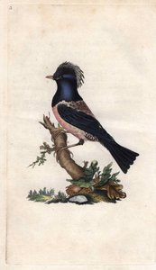 Starefink. Sturnus roseus (Turdus roseus). Kopparstick av Edward Donovan (1768-1837), publicerad i Natural History of British Birds, London av Edward Donovan