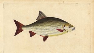 Rudd, Scardinius erythrophthalmus (Röda ögon, Cyprinus erythrophthalmus). Handfärgad kopparplåt ritad och graverad av Edward Donovan från hans Natural History of British Fishes, Donovan och F.C. och J. Rivington, London av Edward Donovan