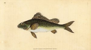 Ruffe, Gymnocephalus cernua (Perca cernua). Handfärgad kopparplåt ritad och graverad av Edward Donovan från hans Natural History of British Fishes, Donovan och F.C. och J. Rivington, London av Edward Donovan