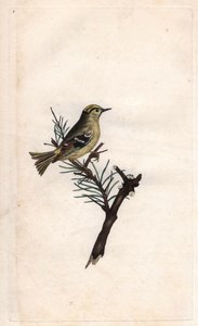 Ruppe kung. Regulus regulus (Motacilla regulus). Kopparstick av Edward Donovan (1768-1837), publicerad i Natural History of British Birds, London av Edward Donovan
