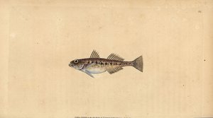 Sanddubba, Pomatoschistus minutus (fläckig goby, Gobius minutus). Handfärgad kopparplåt ritad och graverad av Edward Donovan från hans Natural History of British Fishes, Donovan och F.C. och J. Rivington, London av Edward Donovan