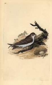 Sandmartin, Riparia riparia, med bo och ägg. Handfärgad kopparplåt ritad och graverad av Edward Donovan från hans egen "Natural History of British Birds" (1794-1819). Edward Donovan (1768-1837) var en anglo-irländsk amatörzoolog, författare, konstnär och av Edward Donovan
