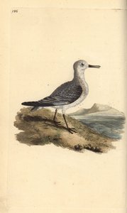 Sanderling, Calidris alba. Handfärgad kopparplåt ritad och graverad av Edward Donovan från hans egen "Natural History of British Birds", London av Edward Donovan