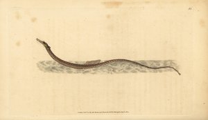 Sargassum pipefish eller pelagisk pipefish. Handfärgad kopparplåt ritad och graverad av Edward Donovan från hans Natural History of British Fishes, Donovan och F.C. och J. Rivington, London av Edward Donovan