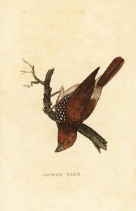 Fjällbröstad muna eller fläckig muna, Lonchura punctulata av Edward Donovan
