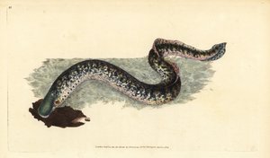 Havsnöga, Petromyzon marinus (Marin eller fläckig öronöga). Handfärgad kopparplåt ritad och graverad av Edward Donovan från hans Natural History of British Fishes, Donovan och F.C. och J. Rivington, London