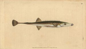 Havsstickleback, Spinachia spinachia (Femtonryggad stickleback, Gasterosteus spinachia). Handfärgad kopparplåt ritad och graverad av Edward Donovan från hans Natural History of British Fishes, Donovan och F.C. och J. Rivington, London av Edward Donovan