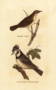 Hjärvsångare, Acrocephalus schoenobaenus och europeisk kammes, Lophophanes cristatus av Edward Donovan