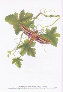 Silver Stripe Hawk Moth, Shinx Celerio, Nature in Britain publicerad av Collins, 1946 av Edward Donovan