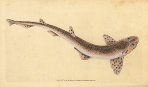 Liten prickhaj, Scyliorhinus canicula (Lesser spotted shark, Squalus catulus). Handfärgad kopparplåt ritad och graverad av Edward Donovan från hans Natural History of British Fishes, Donovan och F.C. och J. Rivington, London